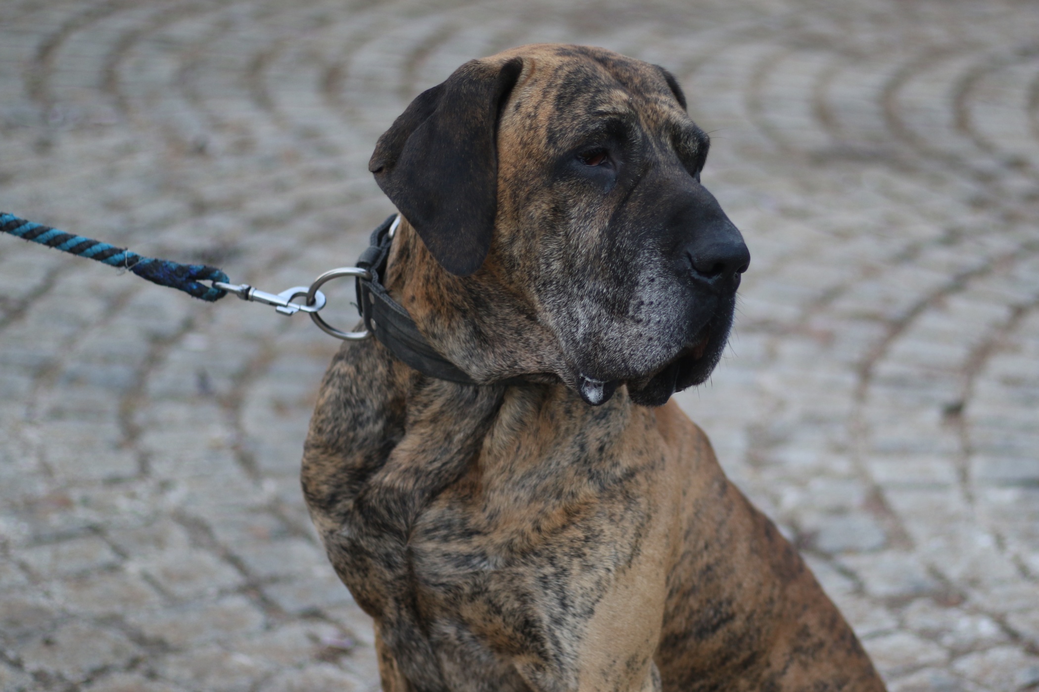 Atos je zatím největší pes, který žil v jihlavském útulku