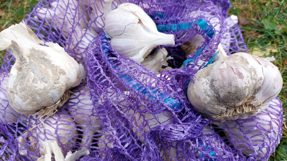 Česneku se nejvíc daří v teplejších krajinách. Při dobré péči se urodí i na Vysočině