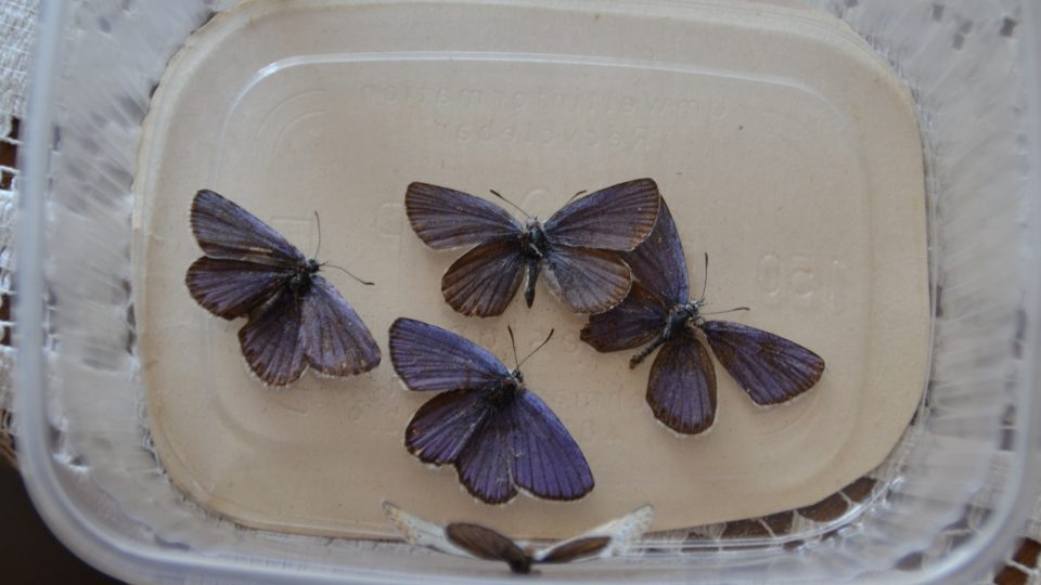 Sbírka motýlů