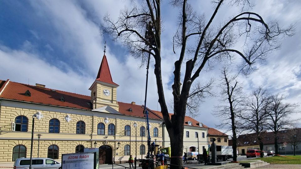 Lípa utrpěla poškození při rekonstrukci náměstí v roce 2014