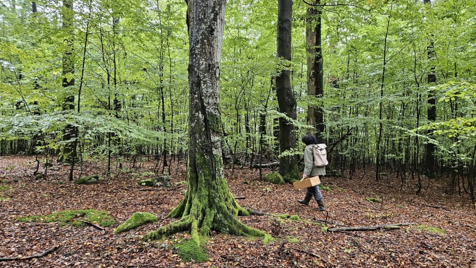 V bučinách budou mít houbaři štěstí, smrkové lesy bývají sušší