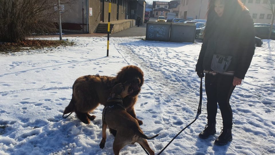 Výcvik psů v ulicích Pelhřimova