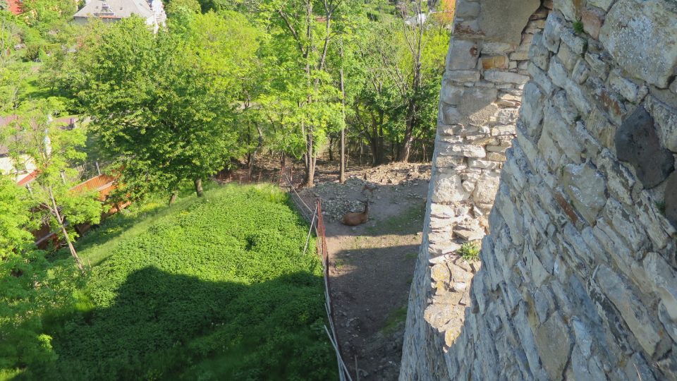 Pod hradem se nachází malá obora s lesní zvěří