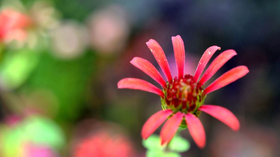 Cínie, Zinnia revoluta, ostálka - květ