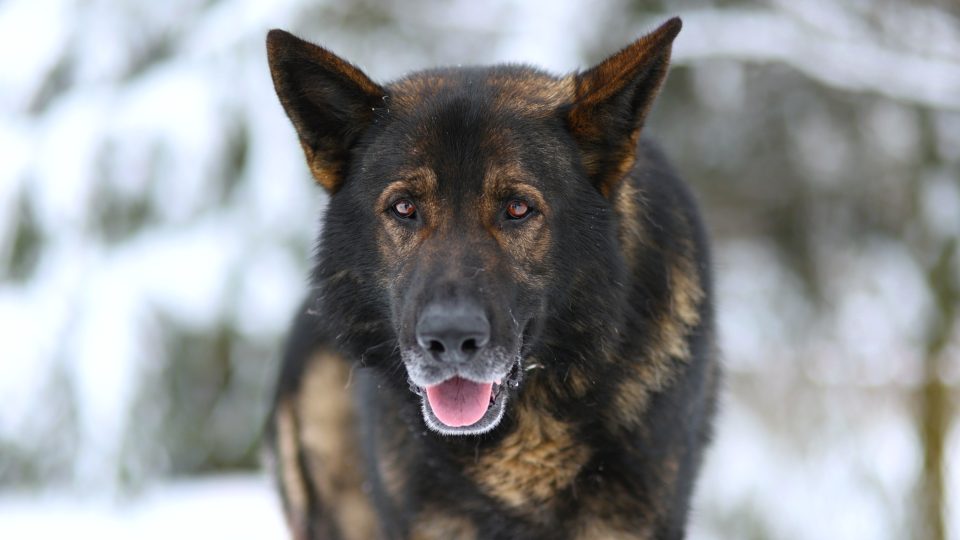 Pes Chipp ve službách Městské policie Žďár nad Sázavou