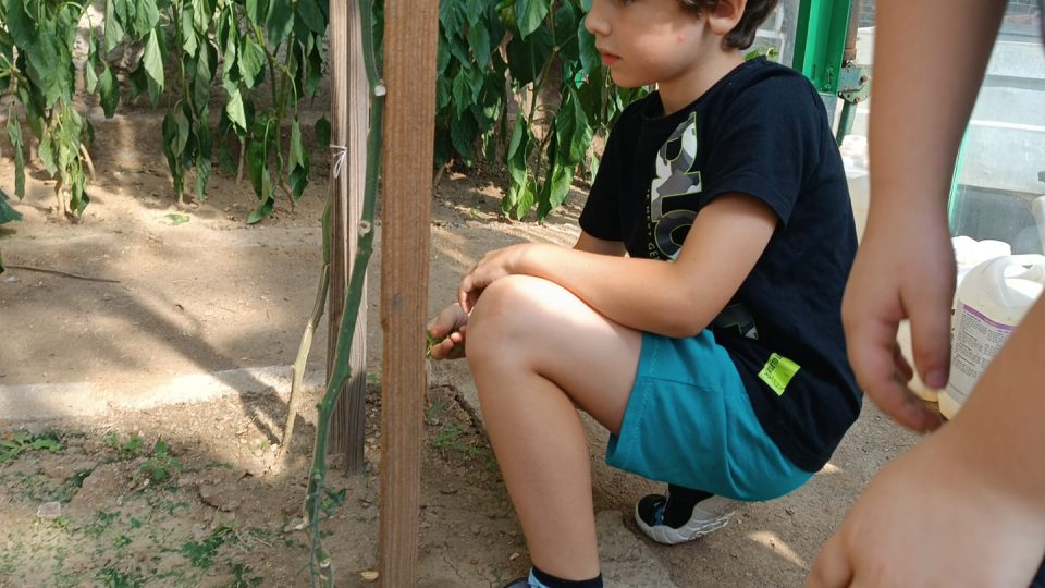 Žáci jemnické základní školy po letech znovu pečují o školní skleník