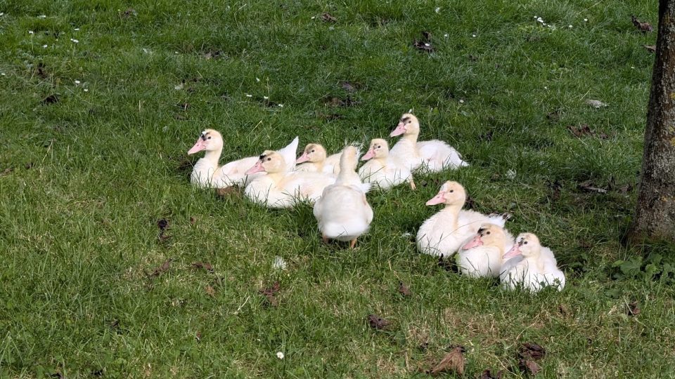 Zookoutek v Novém Městě na Moravě