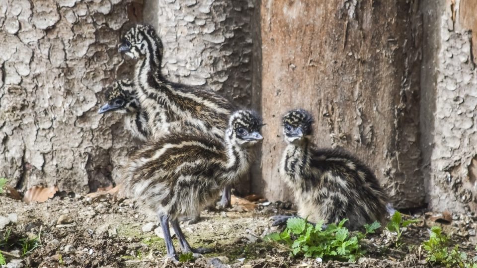Mláďata emu hnědého v jihlavské zoo