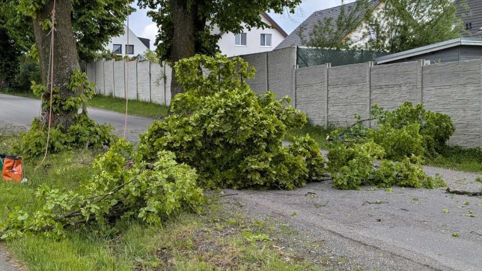 Práce arboristů | foto: Dáša Kubíková, Český rozhlas Práce arboristů