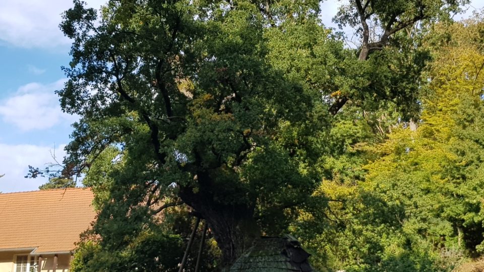 Žižkův dub z Náměště nad Oslavou