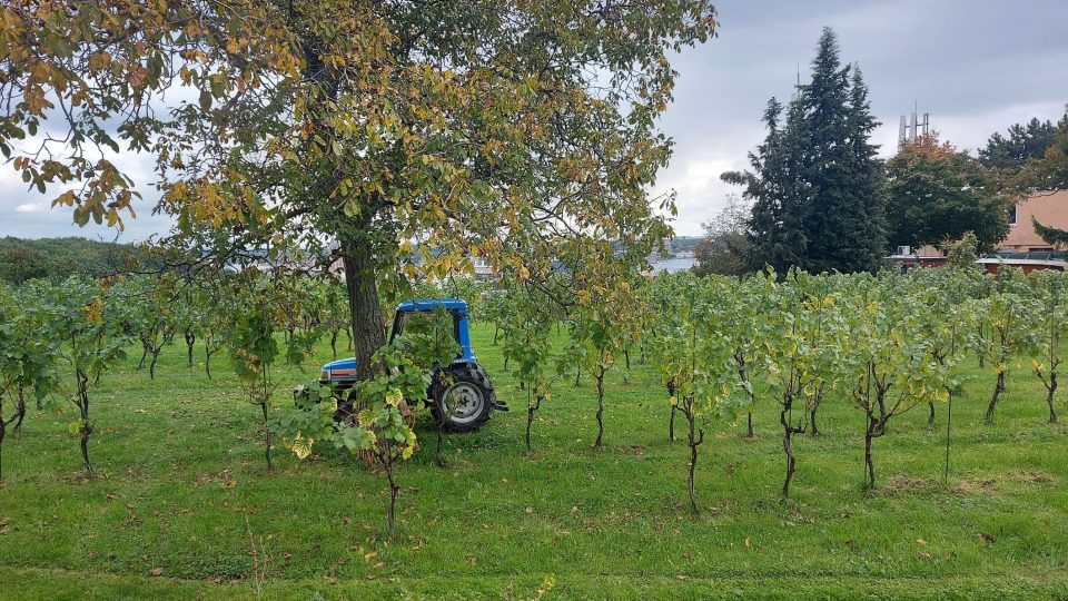 Vinice Máchalka na Proseku sousedí s vinicí Kelerkou