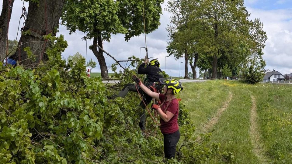 Práce arboristů | foto: Dáša Kubíková, Český rozhlas Práce arboristů