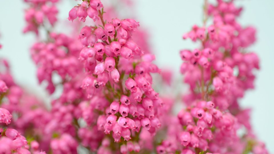 Vřesovec má buclatější kvítky, trošku připomínající zvonečky