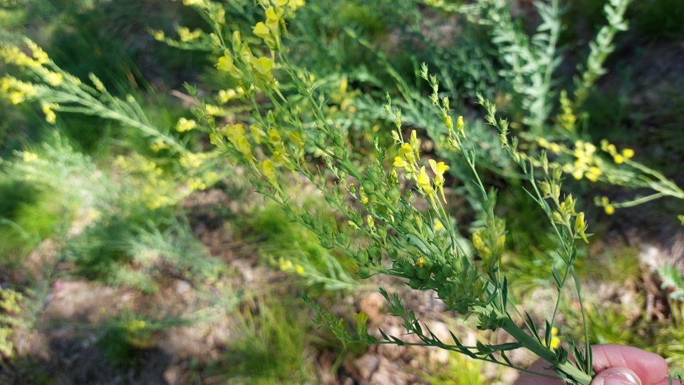Přírodní rezervace Dřínová hora nedaleko Kramolína na Třebíčsku | foto: Irena Šarounová, Český rozhlas Přírodní rezervace Dřínová hora nedaleko Kramolína na Třebíčsku
