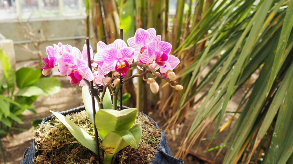 Výstava orchidejí na zámku ve Světlé nad Sázavou