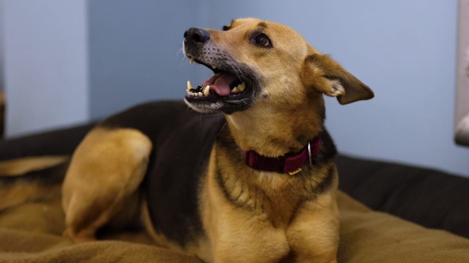 Fenka Semi, útulek Jihlava | foto: Milan Kopecký, Český rozhlas Vysočina Fenka Semi, útulek Jihlava