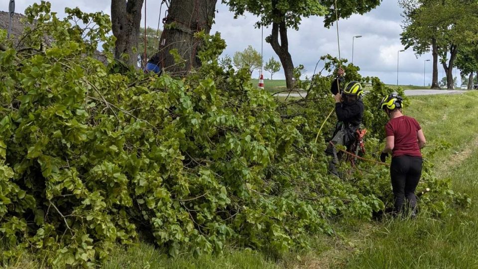 Práce arboristů | foto: Dáša Kubíková, Český rozhlas Práce arboristů