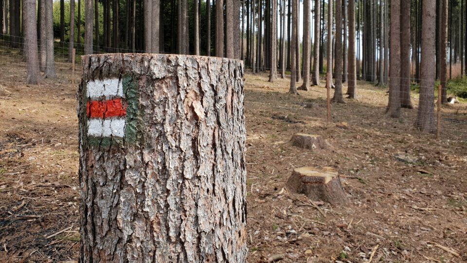 Turistické značky v pokáceném lese, Vysočina