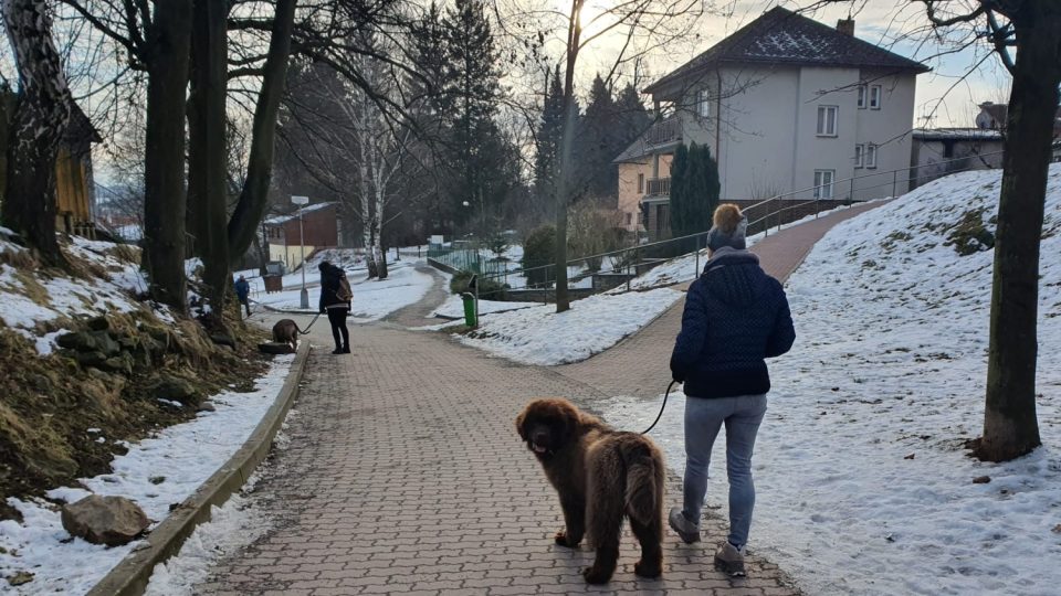 Výcvik psů v ulicích Pelhřimova