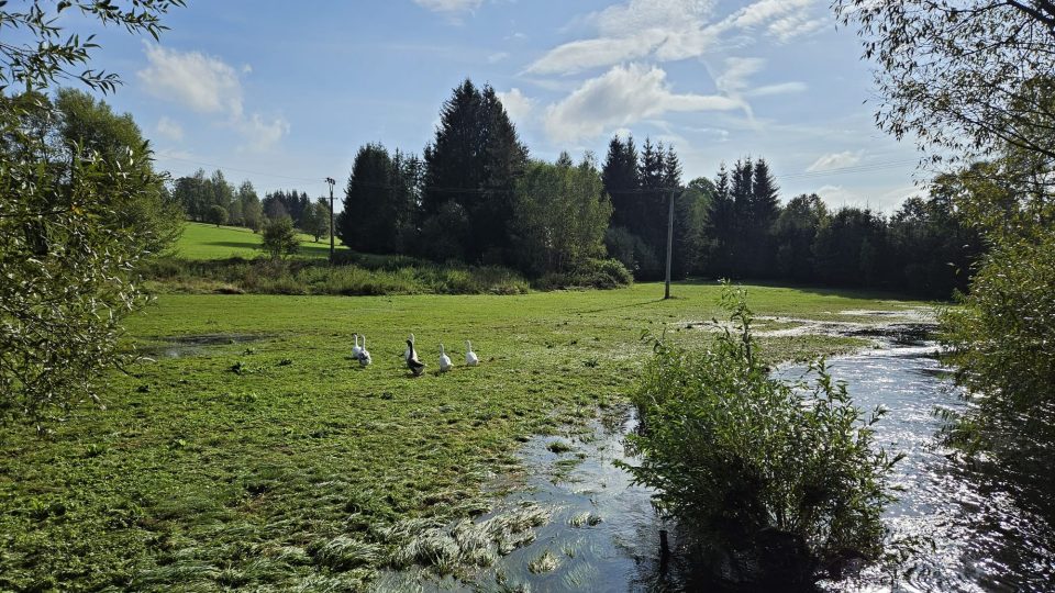 Zvířata se před povodní zachránila sama, husy měly z velké vody dokonce radost