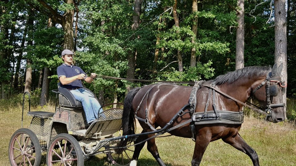 Vladimír Štursa při výcviku tažných koní, Havlíčkův Brod