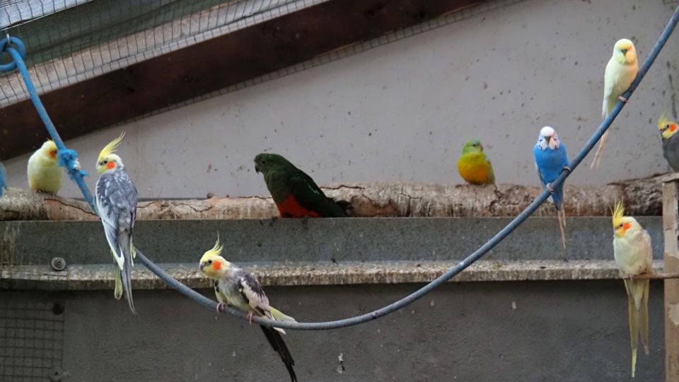 Ve větším společenství papoušci tolik netrpí steskem po majiteli