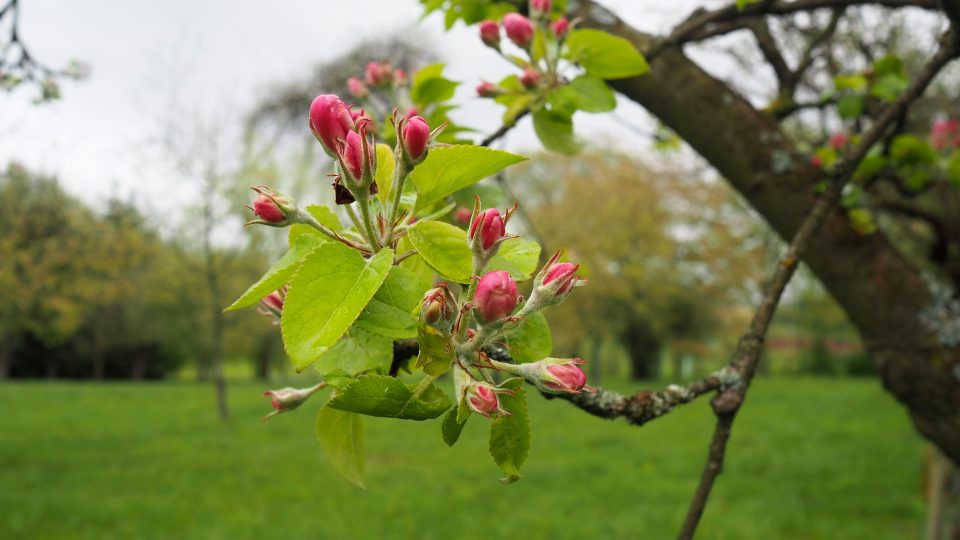 Květy jabloní v sadu ve Slavkovicích