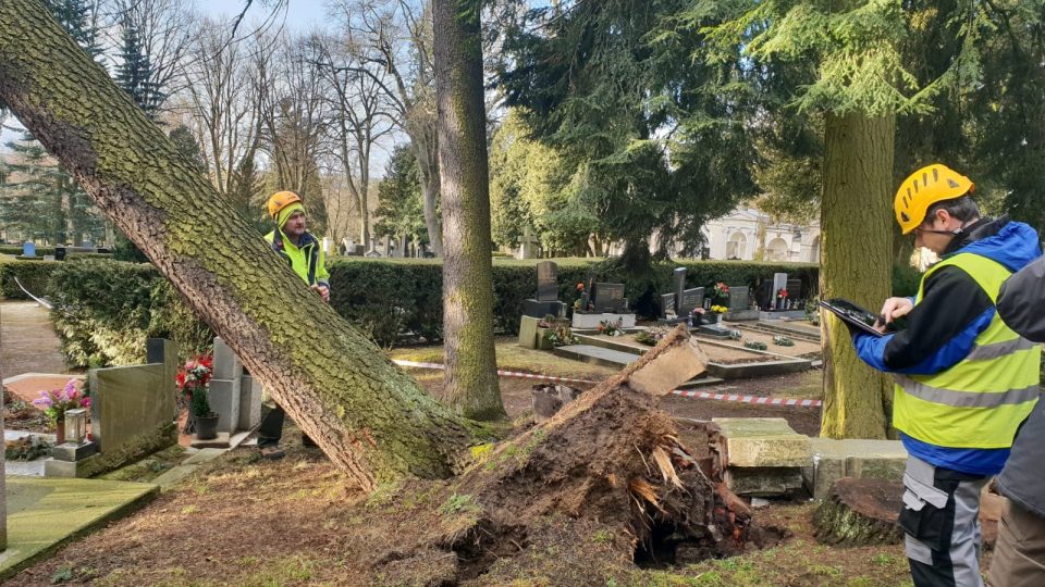 Jihlava, hřbitov, zlomený strom