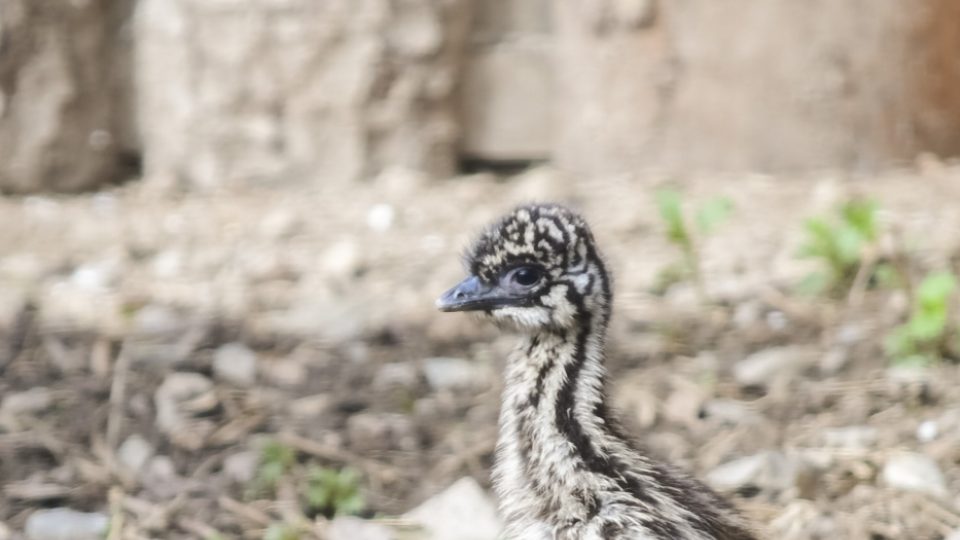 Mládě emu hnědého v jihlavské zoo