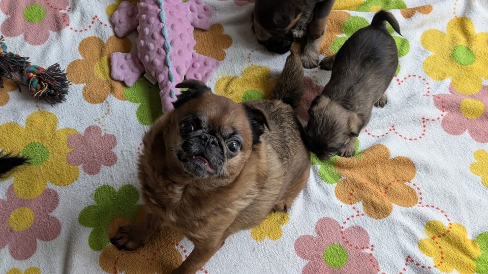 Chovatelská stanice v Hořepníku na Pelhřimovsku | foto: Dáša Kubíková, Český rozhlas Chovatelská stanice v Hořepníku na Pelhřimovsku