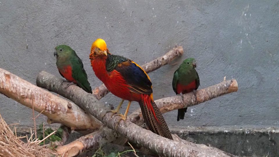 Voliérou s desítkami exotických papoušků si Pavel Maslák splnil sen