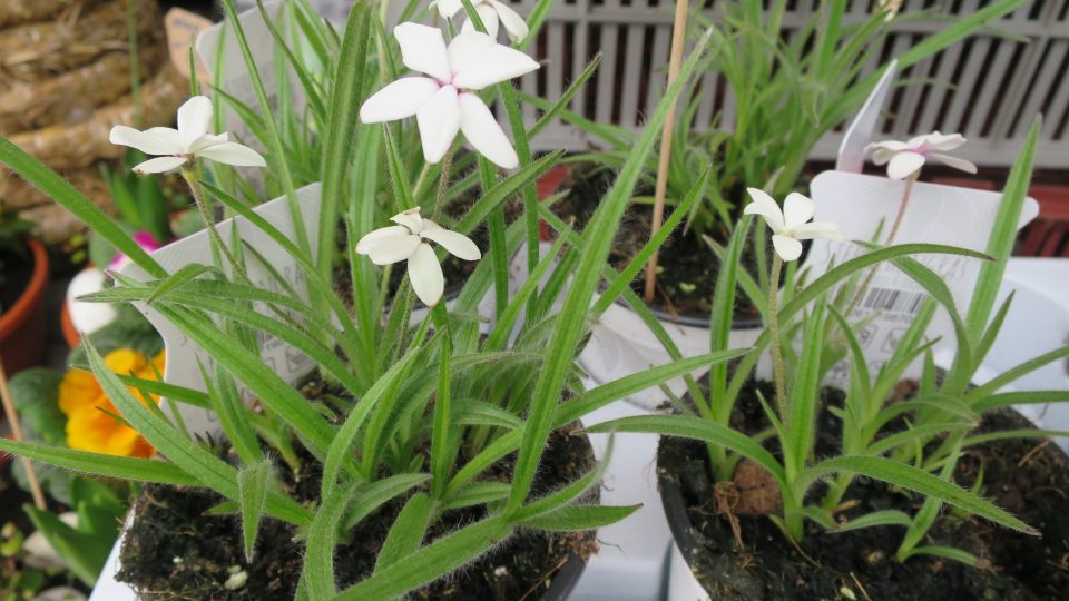 Rhodohypoxis bíle kvetoucí, foto Jitka Slezáková .JPG
