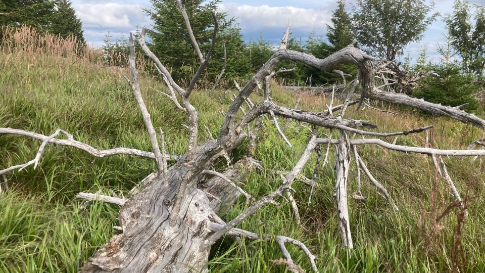 Strom se přirozeně rozkládá i sto let