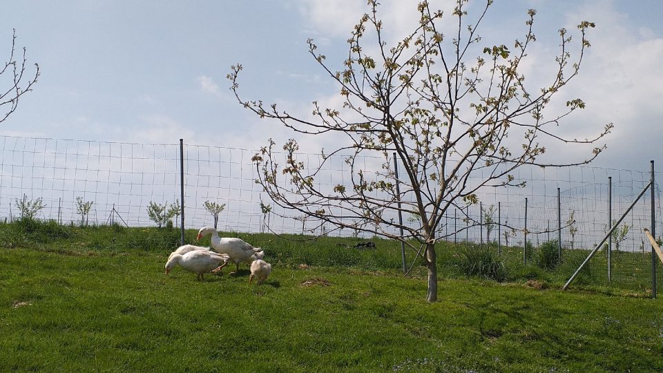 Pastevní, Ovocná a Petřínská stezka - cestou u Ovocné
