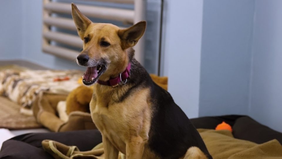 Fenka Semi, útulek Jihlava | foto: Milan Kopecký, Český rozhlas Vysočina Fenka Semi, útulek Jihlava