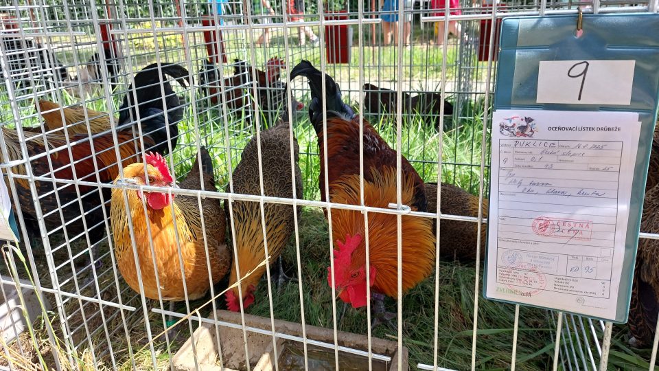 Chovatelská výstava v Puklicích