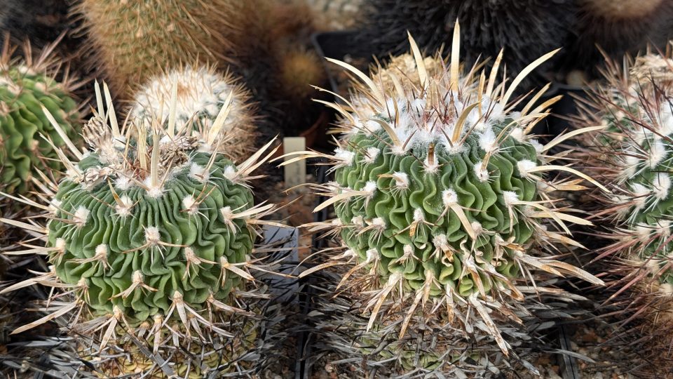 Kaktusy ve skleníku v Novém Světě u Dolní Cerekve | foto: Dáša Kubíková, Český rozhlas Kaktusy ve skleníku v Novém Světě u Dolní Cerekve