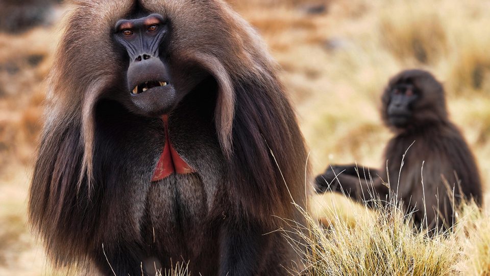Dželada je džentlmen mezi primáty, nežebrá, nekrade, neotravuje jako jiní primáti