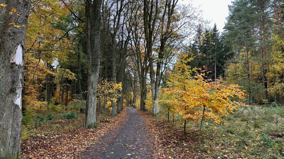 Tříkilometrovou Lesmistrovu cestu vybudovala společnost Ašské lesy