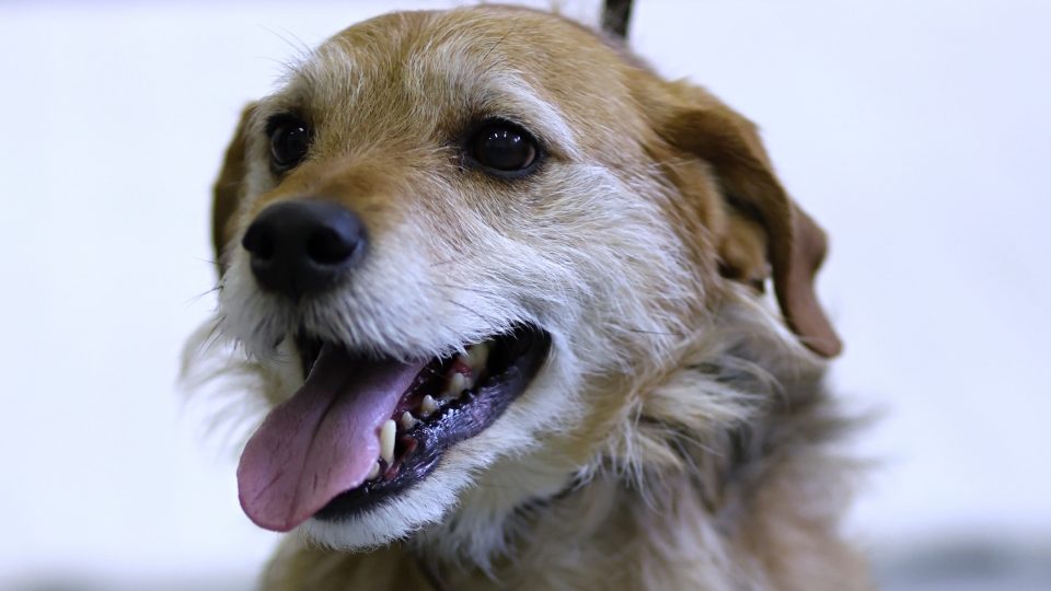 Pes Toník, útulek Jihlava | foto: Milan Kopecký, Český rozhlas Vysočina Pes Toník, útulek Jihlava