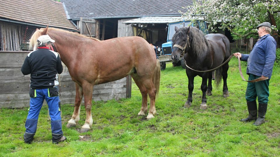 Chov belgických koní