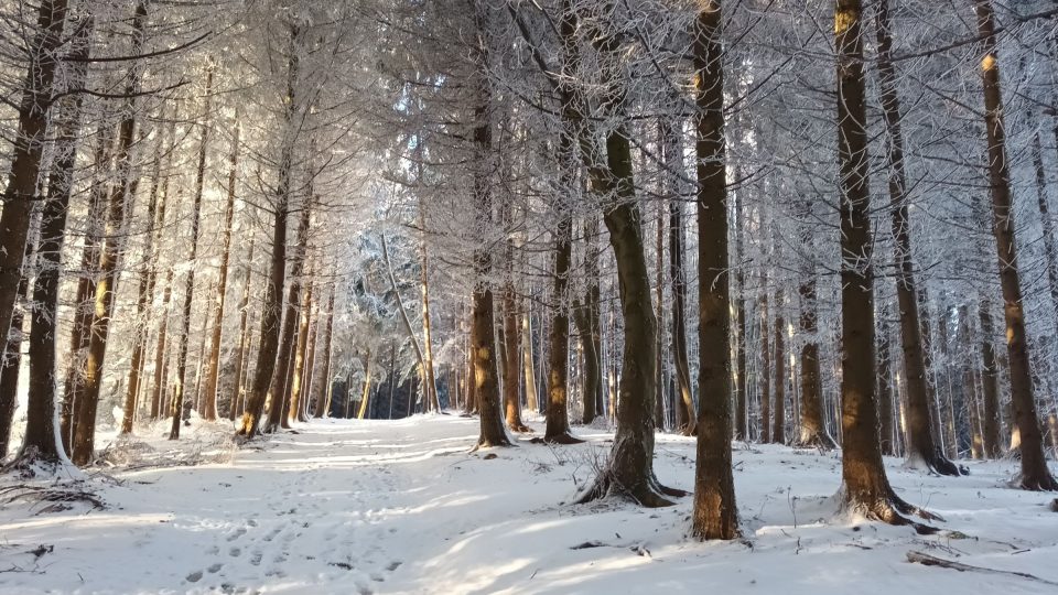 Cesta k rozhledně zasněženým lesem je doslova pohádková
