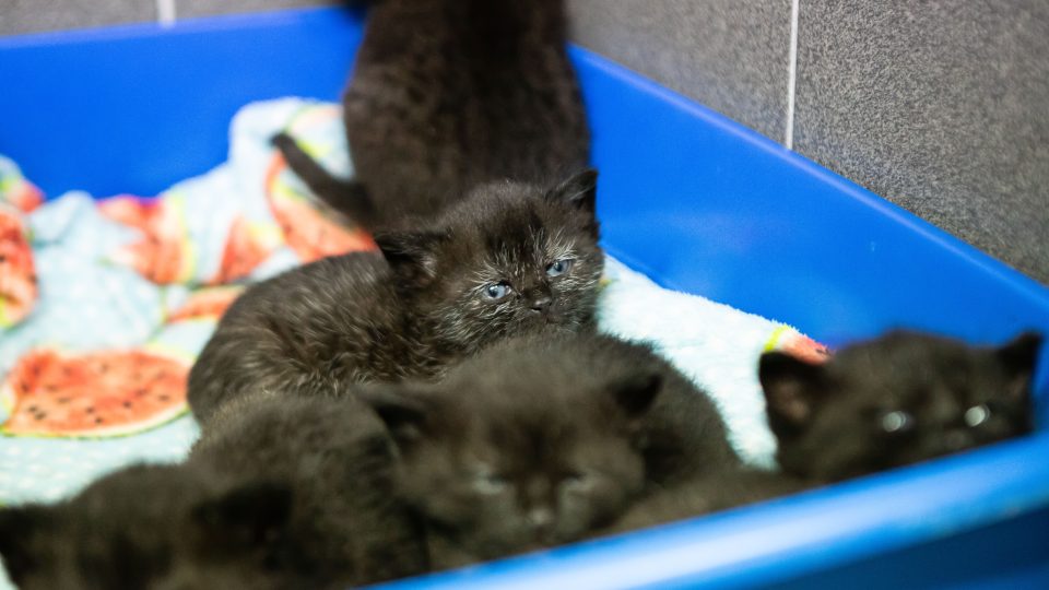 Útulek Městské policie Jihlava v Pístově