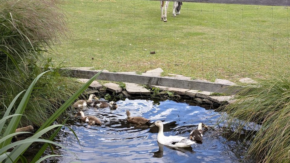 Zookoutek v Novém Městě na Moravě