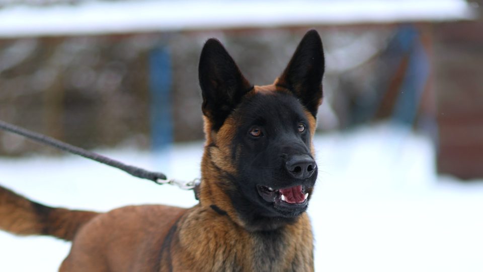 Policejní pes, Žďár nad Sázavou