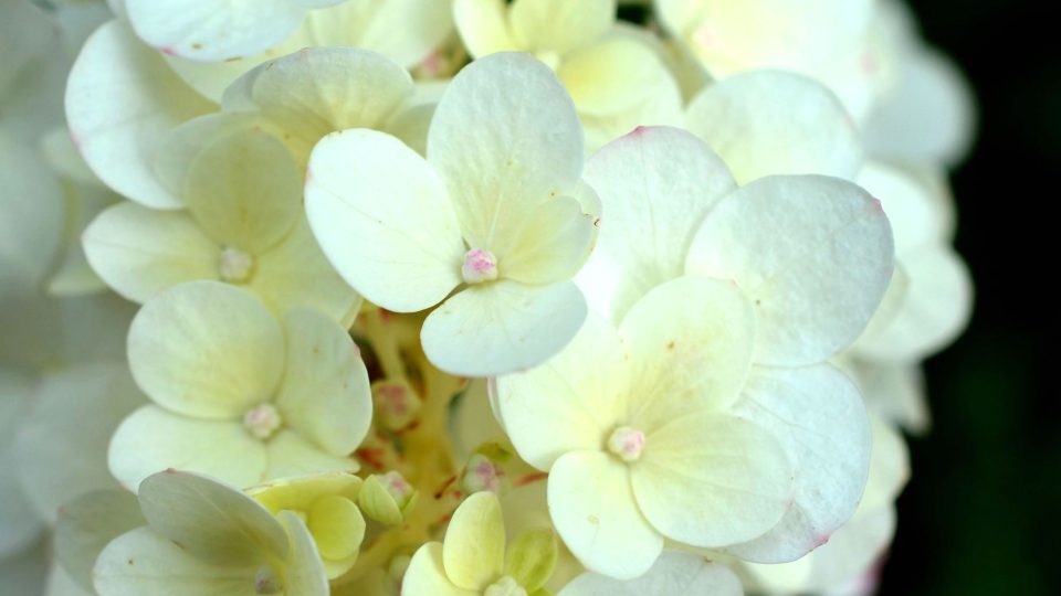 Něžné květy hortenzií latnatých