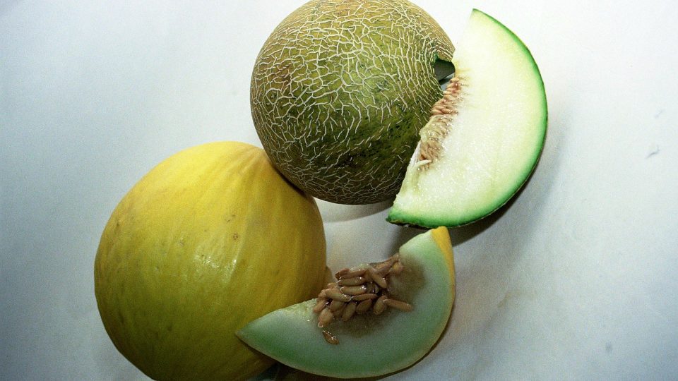 Meloun cukrový - žlutý a síťkovaná Galia 