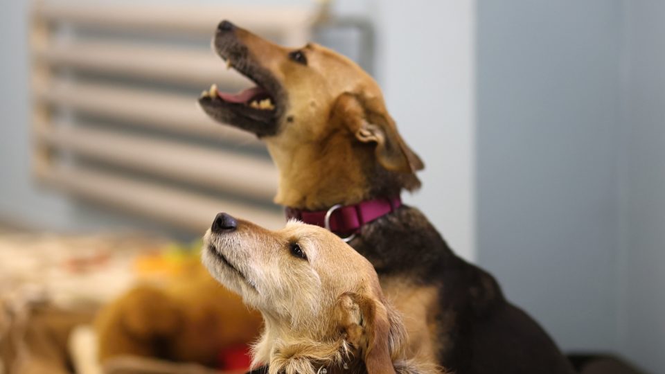 Psi Toník a Semi, útulek Jihlava | foto: Milan Kopecký, Český rozhlas Vysočina Psi Toník a Semi, útulek Jihlava