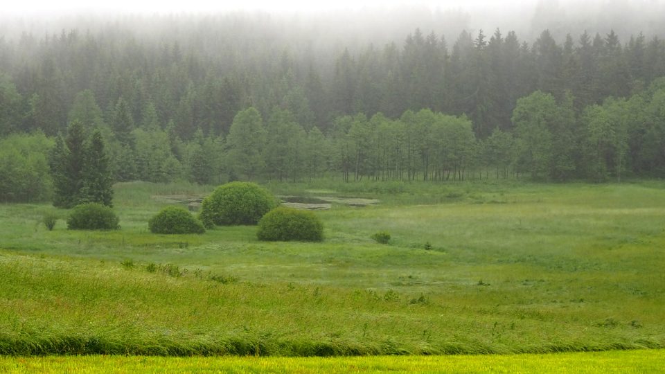 Mokřady u obce Sklené