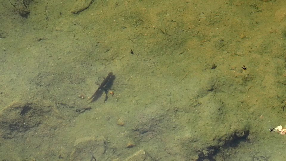 Čolci v rybníčku Sochorov, Vysočina